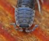 Porcellio scaber